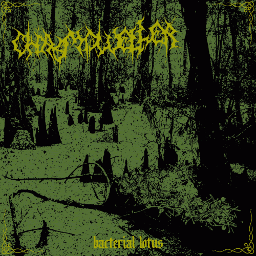 Chasmdweller : Bacterial Lotus